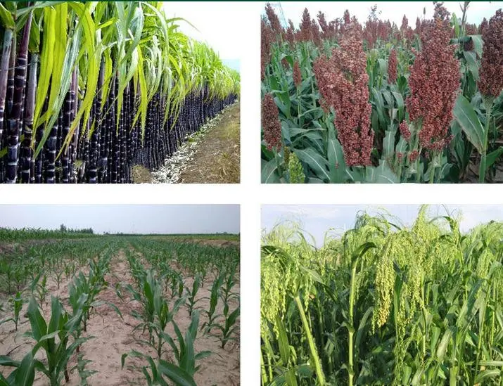 Sc anual de Weedicide Mesotrione el 15% de la mala hierba del control del herbicida del campo de la caña de azúcar del maíz