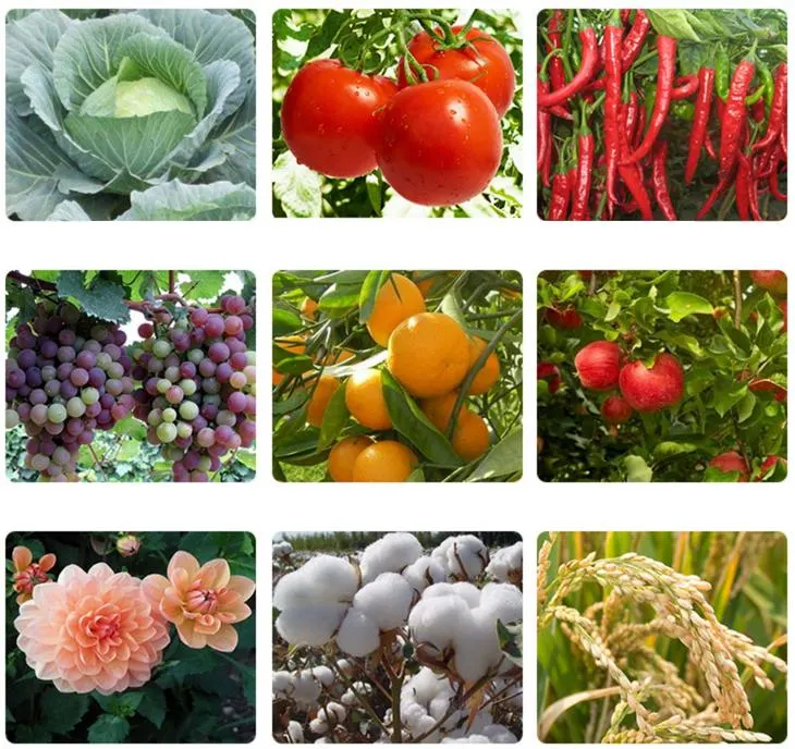 Sc sistémico de Thiamethoxam el 30% del insecticida de los thrip de la fruta cítrica del arroz del áfido vegetal del saltamontes